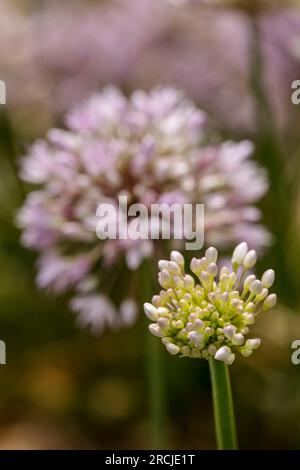 Natürliches Nahaufnahme-Pflanzenporträt von Allium Canadense, Kanadische Zwiebeln, kanadischem Knoblauch, glühend in der Frühsommersonne Stockfoto