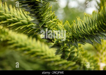 Natürliches Pflanzenporträt der immer beliebten grünen Araucaria Araucana, Affen-Puzzlebaum, Details von Stachelstämmen mit natürlichem Muster Stockfoto