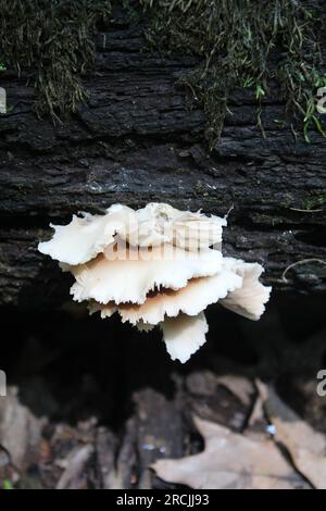 Austernpilze auf einem verrotteten Baumstamm mit ein wenig Moos im Hintergrund im Camp Ground Road Woods in des Plaines, Illinois Stockfoto