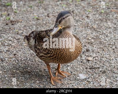 Coy weibliche Mallard-Ente alias Anas platyrhynchos. Süße Nahaufnahme. Stockfoto