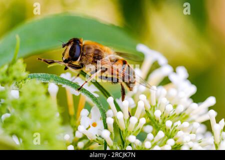 Eine Biene in Seitenansicht auf einer weißen Blume, abgeschnitten als Makrofoto, Deutschland Stockfoto