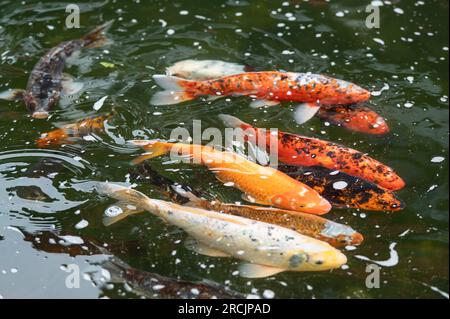 Bad Griesbach, Deutschland. 14. Juli 2023. Koi-Karpfen schwimmt in einem Teich des Hotels Dollenberg. Kredit: Silas Stein/dpa/Alamy Live News Stockfoto