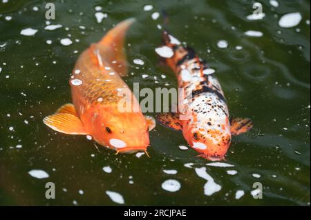 Bad Griesbach, Deutschland. 14. Juli 2023. Koi-Karpfen schwimmt in einem Teich des Hotels Dollenberg. Kredit: Silas Stein/dpa/Alamy Live News Stockfoto