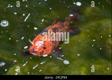 Bad Griesbach, Deutschland. 14. Juli 2023. Ein Koi-Karpfen schwimmt in einem Teich des Hotel Dollenberg. Kredit: Silas Stein/dpa/Alamy Live News Stockfoto
