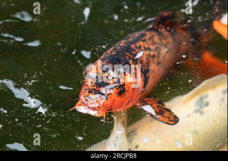 Bad Griesbach, Deutschland. 14. Juli 2023. Koi-Karpfen schwimmt in einem Teich des Hotels Dollenberg. Kredit: Silas Stein/dpa/Alamy Live News Stockfoto