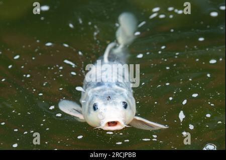 Bad Griesbach, Deutschland. 14. Juli 2023. Ein Koi-Karpfen schwimmt in einem Teich des Hotel Dollenberg. Kredit: Silas Stein/dpa/Alamy Live News Stockfoto
