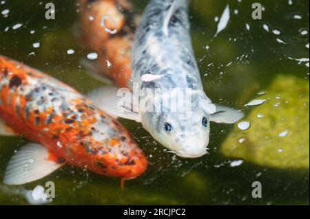 Bad Griesbach, Deutschland. 14. Juli 2023. Koi-Karpfen schwimmt in einem Teich des Hotels Dollenberg. Kredit: Silas Stein/dpa/Alamy Live News Stockfoto