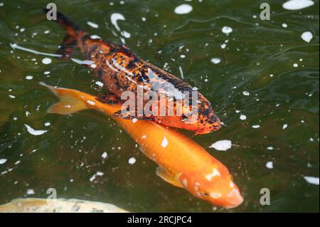 Bad Griesbach, Deutschland. 14. Juli 2023. Koi-Karpfen schwimmt in einem Teich des Hotels Dollenberg. Kredit: Silas Stein/dpa/Alamy Live News Stockfoto