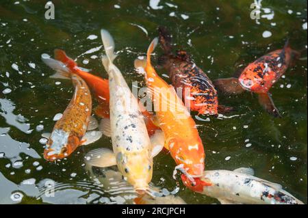 Bad Griesbach, Deutschland. 14. Juli 2023. Koi-Karpfen schwimmt in einem Teich des Hotels Dollenberg. Kredit: Silas Stein/dpa/Alamy Live News Stockfoto