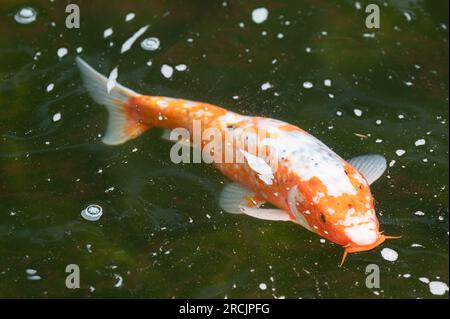 Bad Griesbach, Deutschland. 14. Juli 2023. Ein Koi-Karpfen schwimmt in einem Teich des Hotel Dollenberg. Kredit: Silas Stein/dpa/Alamy Live News Stockfoto