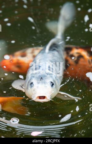 Bad Griesbach, Deutschland. 14. Juli 2023. Koi-Karpfen schwimmt in einem Teich des Hotels Dollenberg. Kredit: Silas Stein/dpa/Alamy Live News Stockfoto