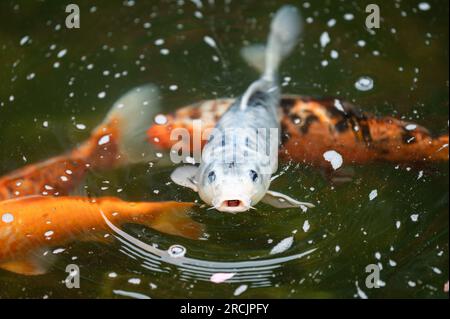 Bad Griesbach, Deutschland. 14. Juli 2023. Koi-Karpfen schwimmt in einem Teich des Hotels Dollenberg. Kredit: Silas Stein/dpa/Alamy Live News Stockfoto