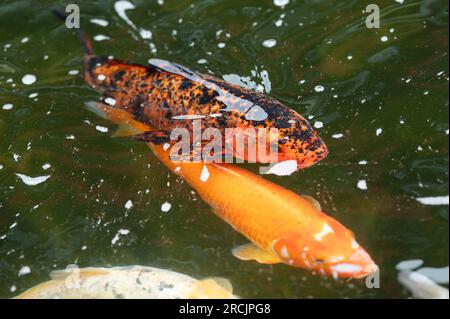 Bad Griesbach, Deutschland. 14. Juli 2023. Koi-Karpfen schwimmt in einem Teich des Hotels Dollenberg. Kredit: Silas Stein/dpa/Alamy Live News Stockfoto