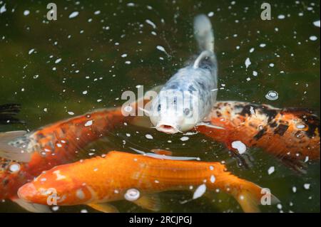 Bad Griesbach, Deutschland. 14. Juli 2023. Koi-Karpfen schwimmt in einem Teich des Hotels Dollenberg. Kredit: Silas Stein/dpa/Alamy Live News Stockfoto