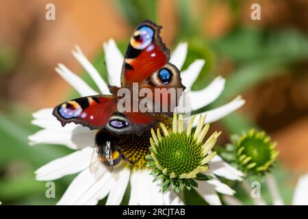 Windsor, Berkshire, Großbritannien. 15. Juli 2023. Ein Inachis io, Peacock Butterfly, konkurriert mit einer Bumble Biene, um Pollen in einer Echinacea-Gänseblümchen zu ernähren. Peacock Butterflieder zeigen oft Augenmarkierungen auf ihren Flügeln, um Raubtiere zu verjagen. Butterfly Conservation ruft Menschen in ganz Großbritannien auf, an der diesjährigen Big Butterfly Count teilzunehmen, die gestern begann und bis zum 6. August läuft, um Wissenschaftlern zu helfen, die Auswirkungen des Klimawandels auf unsere beliebtesten Schmetterlinge zu verstehen. Die Rekordtemperaturen, Hitzewellen und Dürren im vergangenen Jahr haben dazu geführt, dass einige der Pflanzen, von denen Raupen sich ernähren, an verkümmern Stockfoto