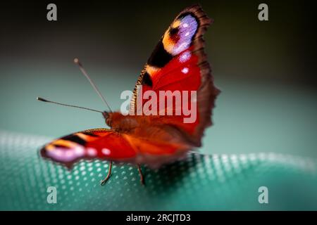 Windsor, Berkshire, Großbritannien. 15. Juli 2023. Ein Inachis io, Peacock Butterfly, ruht auf einem Schaukelsitz im Garten. Peacock Butterflys zeigen oft ihre Augenblicke auf ihre Flügel, um Raubtiere zu verjagen. Butterfly Conservation ruft Menschen in ganz Großbritannien auf, an der diesjährigen Big Butterfly Count teilzunehmen, die gestern begann und bis zum 6. August läuft, um Wissenschaftlern zu helfen, die Auswirkungen des Klimawandels auf unsere beliebtesten Schmetterlinge zu verstehen. Die Rekordtemperaturen, Hitzewellen und Dürren im vergangenen Jahr haben dazu geführt, dass einige der Pflanzen, an denen sich Raupen ernähren, verdorben und sterben. Um Wissenschaftlern zu helfen, zu entdecken, was das o Stockfoto