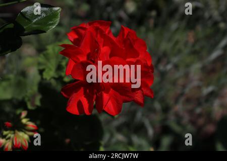 Ein Rosenfaden in verschiedenen Farben, der in einem lokalen Garten zu finden ist Stockfoto