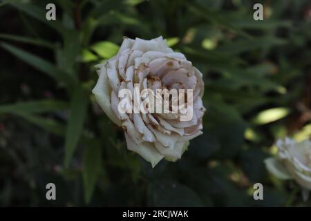 Ein Rosenfaden in verschiedenen Farben, der in einem lokalen Garten zu finden ist Stockfoto