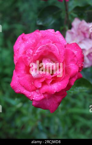 Ein Rosenfaden in verschiedenen Farben, der in einem lokalen Garten zu finden ist Stockfoto