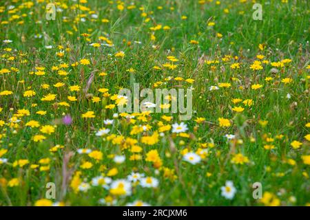 Wilde Blumen Stockfoto