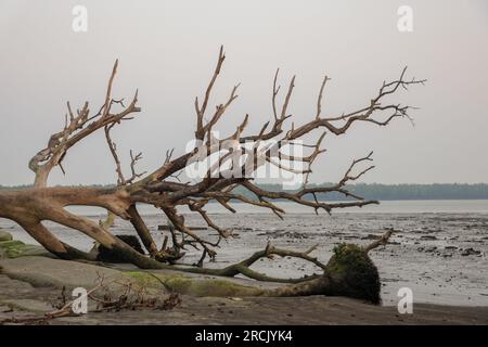 Dieses Foto wurde aus dem sundarbans-Nationalpark in Bangladesch gemacht. Stockfoto