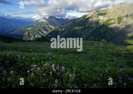 Landschaft rund um die Col of Allos in den Alpes, Frankreich. Stockfoto