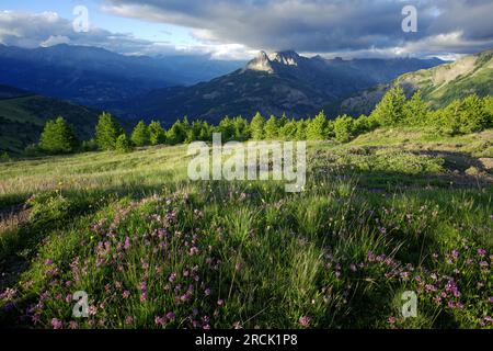 Landschaft rund um die Col of Allos in den Alpes, Frankreich. Stockfoto