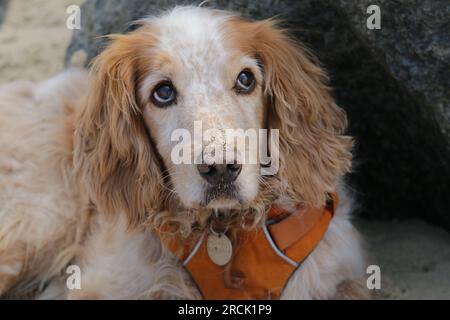 Porträt eines süßen Spaniel-Hundes mit Sand auf der Nase Stockfoto