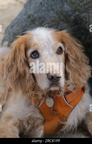 Porträt eines süßen Spaniel-Hundes mit Sand auf der Nase Stockfoto