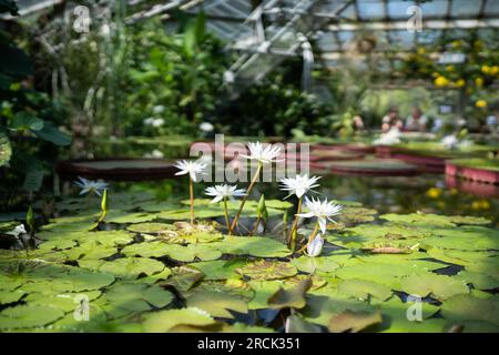 Tropisches Gewächshaus mit Lilien und blühenden Lotusblüten Stockfoto
