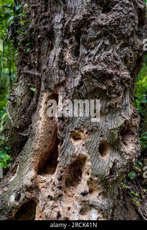 Ausgehöhlter Holzspecht, trockener Baum. Löcher im Stamm eines trockenen Baumes, die durch Fütterung von Specht gebohrt werden. Stockfoto