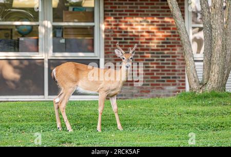 Junger Bock, der Gras in der pearson High School isst Stockfoto