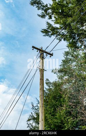 Telegrafenmast aus Holz, Glendalough, Grafschaft Wicklow, Republik Irland Stockfoto