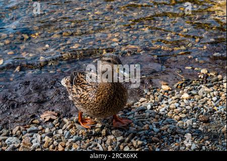 Weibliche Stockente, Glendalough, County Wicklow, Republik Irland Stockfoto