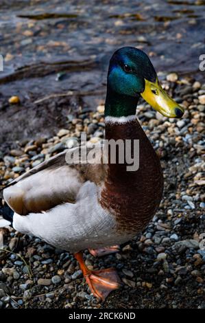 Männliche Stockente, Glendalough, County Wicklow, Republik Irland Stockfoto