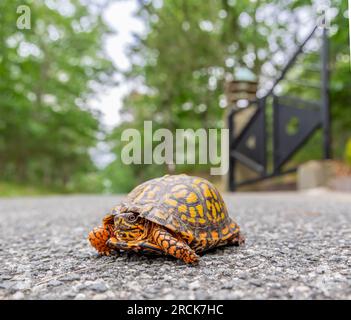 Eine süße Kastenschildkröte in freier Wildbahn Stockfoto