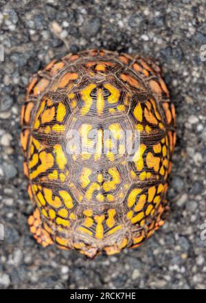 Eine süße Kastenschildkröte in freier Wildbahn Stockfoto