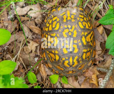 Eine süße Kastenschildkröte in freier Wildbahn Stockfoto