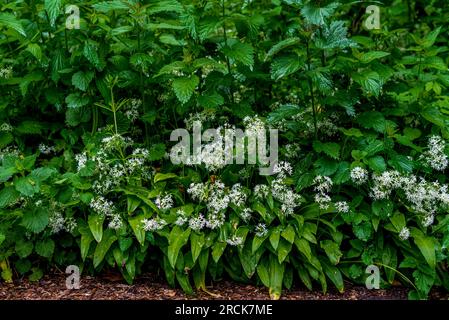 Wilder Knoblauch, Allium-Ursinum-Teppich, bereit für die Ernte im Wald. Ramsons oder Bär Knoblauch, der im Frühling im Wald wächst. Stockfoto