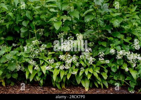 Wilder Knoblauch, Allium-Ursinum-Teppich, bereit für die Ernte im Wald. Ramsons oder Bär Knoblauch, der im Frühling im Wald wächst. Stockfoto