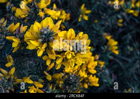 Eine Nahaufnahme von Yellow Common Gorse, Howth, Dublin, Irland Stockfoto