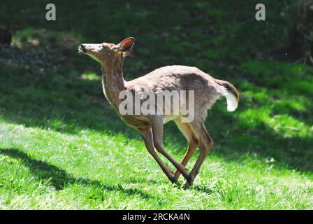 Ein Weißwedelhirsch, der in Bewegung läuft, wird gefangen, wenn alle vier Beine in einem Galopp zusammenstehen. Stockfoto