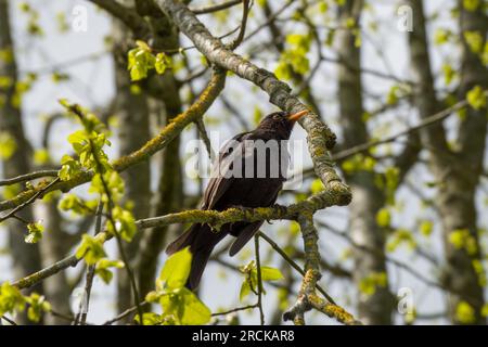 Männlicher Blackbird Turdus Merula, hoch oben auf einem Ast eines Baumes Stockfoto