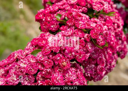 Doppelte rote Blüten von Krataegus laevigata englischer Weißdorn Stockfoto