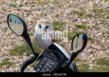 Scheuneneule Tyto Alba, hoch oben auf dem Lenker eines Rollers Stockfoto