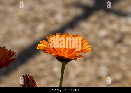 Leuchtend orangefarbene Blüte der Ringelblume officinalis Stockfoto