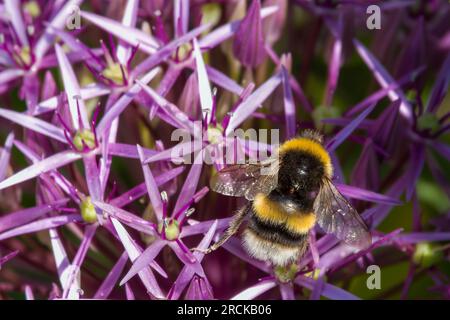 Eine Hummelkeule, die Pollen von schönen violetten Blüten des schwarzen Knoblauch-Allium nigrum sammelt Stockfoto