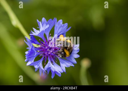 Hummelkäfer sammeln Pollen von leuchtend blauen Blüten der Maisblume, auch bekannt als Junggesellen-Knopf Stockfoto