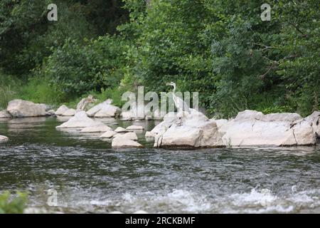 Großer Reiher in seinem Lebensraum am Flussufer Stockfoto