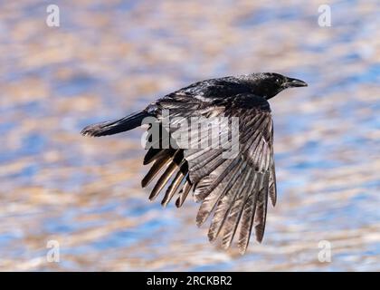Eine amerikanische Krähe fliegt durch die Luft mit glitzernden Federn an einem reflektierenden See darunter. Nahaufnahme. Stockfoto